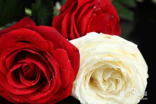 怎么给恋人送花 百度经验