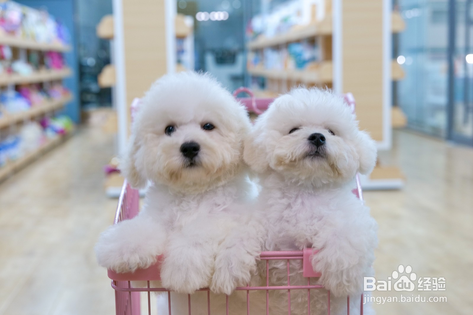 现在开一个猫店前途怎么样