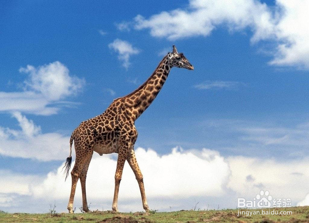 长颈鹿怎么繁殖