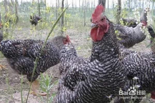 芦花鸡的外貌特征