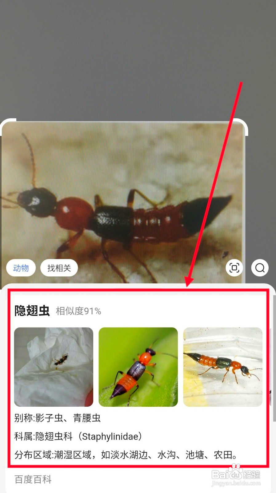 不认识的虫子怎么查