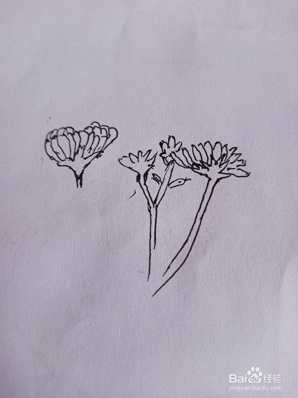 花朵与蝴蝶简笔画①