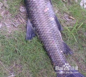 秋天钓草鱼的方法