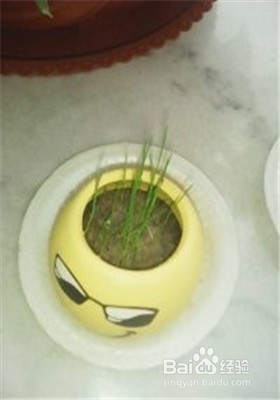 怎样种植小草盆景