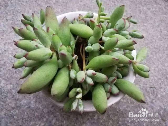 刚入多肉圈时,那些闹过的笑话,你中了哪几条