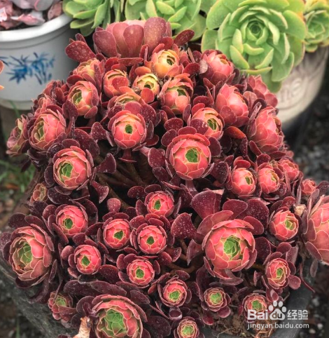 法师开花了怎么处理