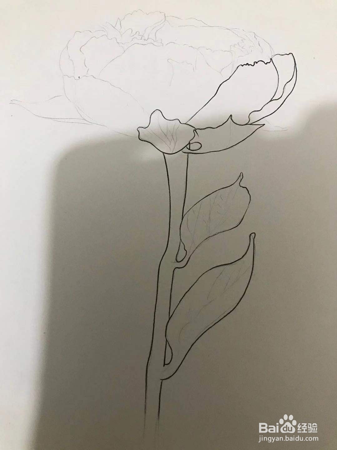 芍药花线描画