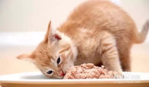 猫咪吃什么肉最好？
