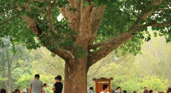 大树底下好乘凉的原因是: