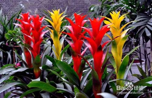 凤梨的养殖方法