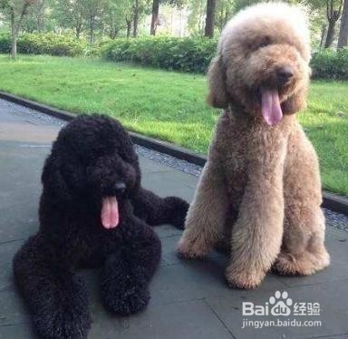 不掉毛的大型犬有哪些