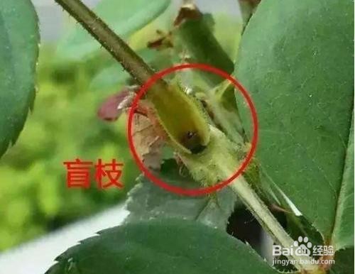 怎么分辨月季的盲枝