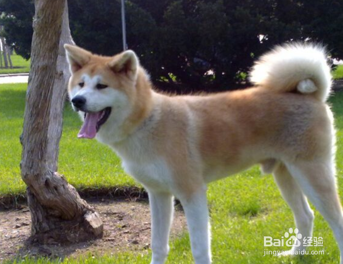 秋田犬怎么看纯不纯