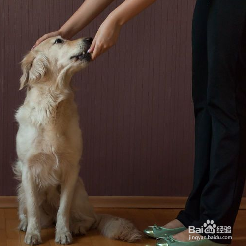 怎样训练狗狗“坐下”？