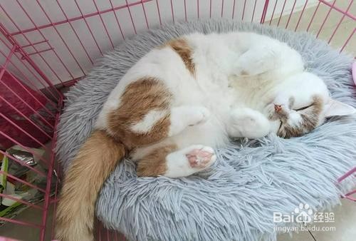 2岁成年猫换新主人该如何养?