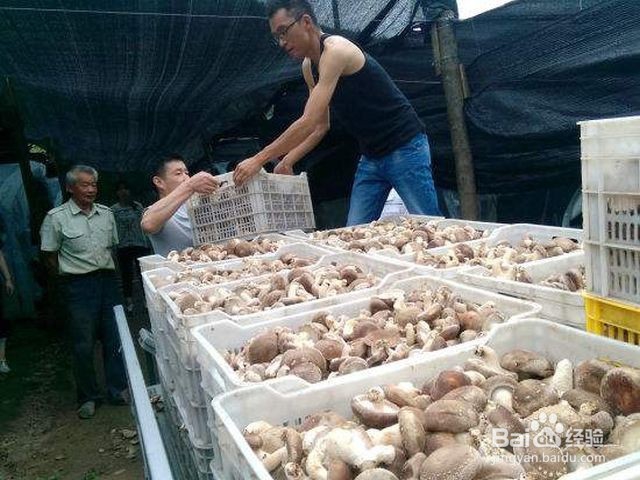 农产品收购发票怎么开具