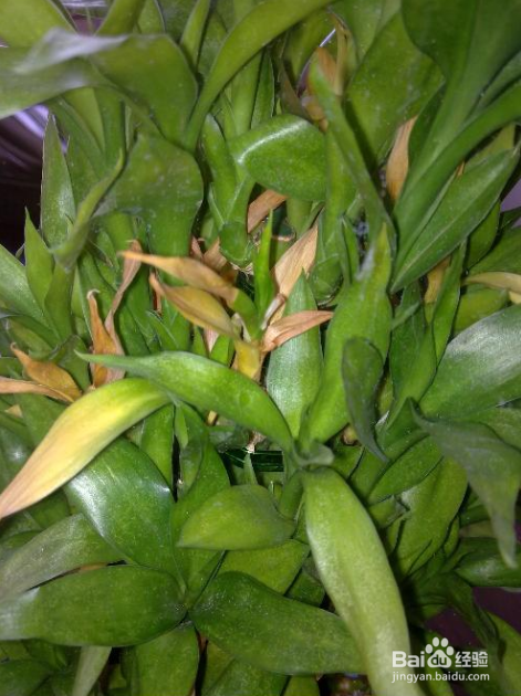 节节高叶子发黄怎么办