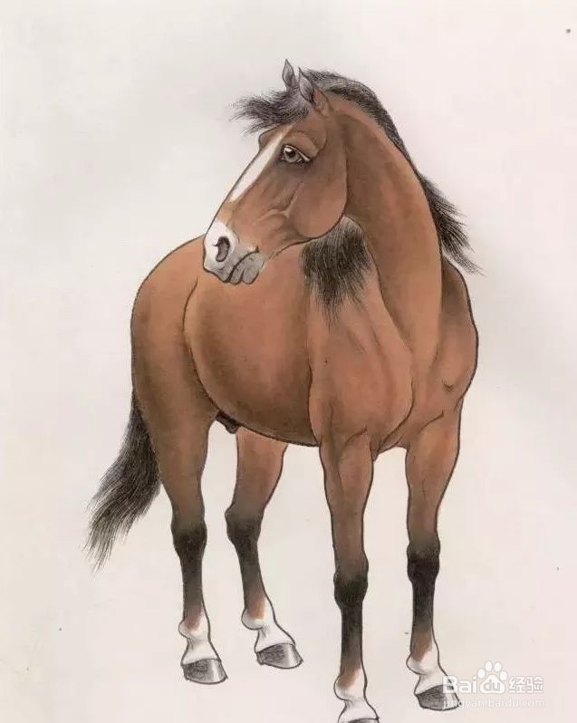 国画马的画法步骤