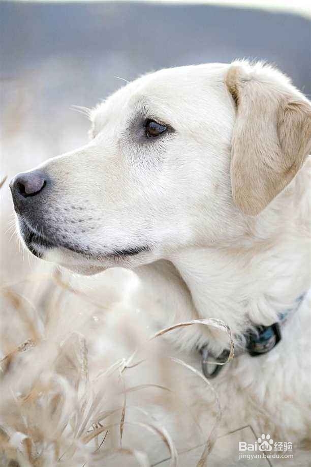 爱尔兰猎狼犬的养护知识