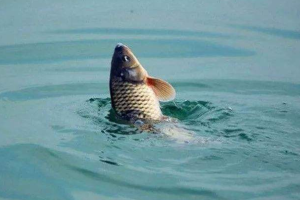 鲤鱼每分钟呼吸多少次