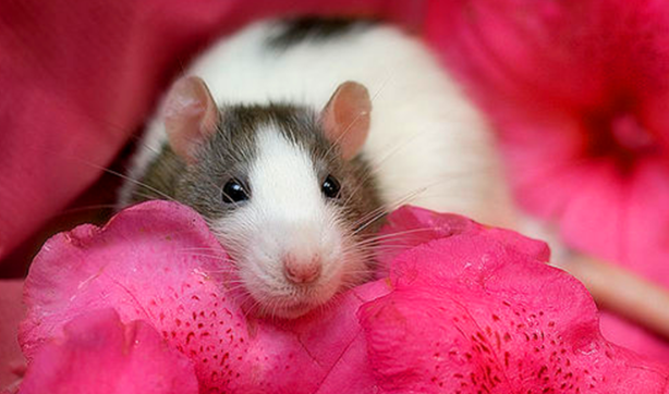 花枝鼠不听话能打吗