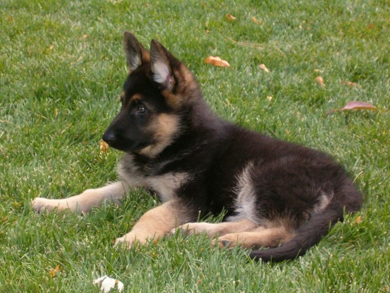 怎么分辨狼狗崽、土狗崽