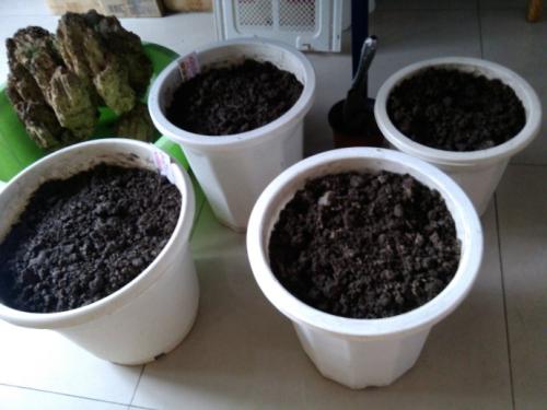如何在家种草莓