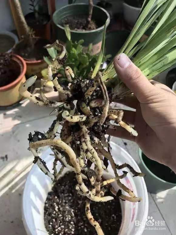 花盆里浇1勺，7天后叶绿根壮，重新爆满盆