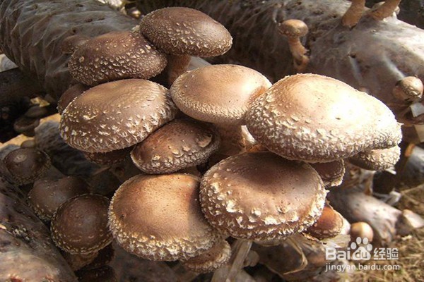肥胖症带给我们哪些危害,如何防止