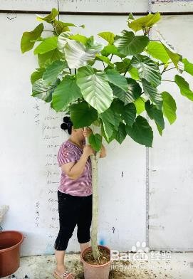 爱心榕树怎么养