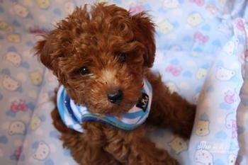 泰迪单独留在家里要注意什么?