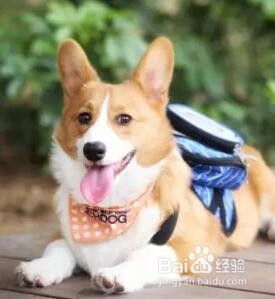 新手养狗有误区，千万别这样做，否则会害死它!