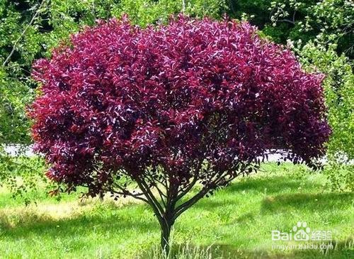 私家庭院如何防治蚊虫