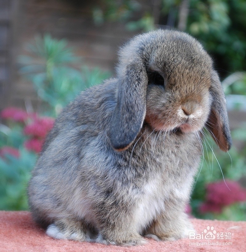 新手饲养小兔子的注意事项