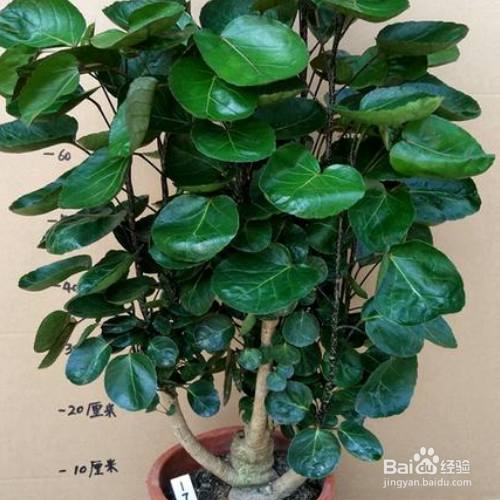 金钱兜掉叶子怎么解决？