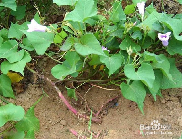 红薯软腐病的防治