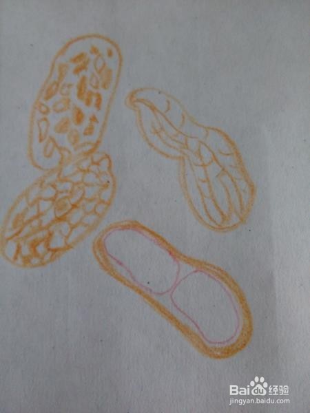 简单画一画花生