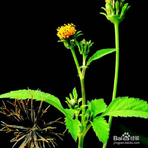 鬼针草的养殖方法和养殖技巧