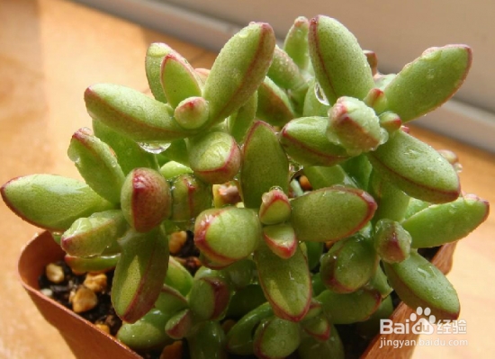 新手如何栽多肉