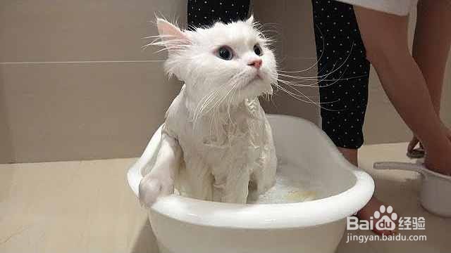 猫咪有皮屑怎么办