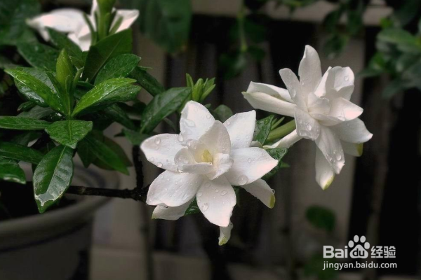 栀子花的养殖方法和注意事项?