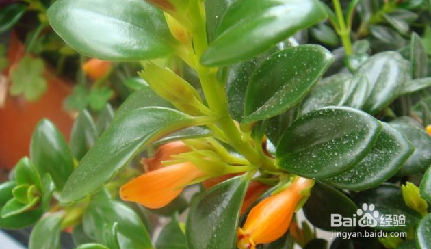 鱼嘴吊兰怎么养殖方法