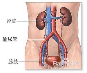 预防肾病存在九大误区，您知道吗