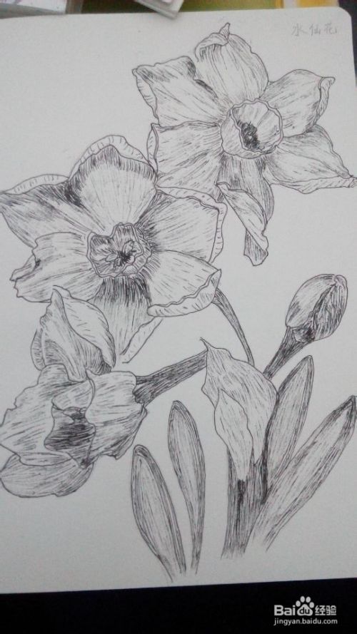 简单绘画 1 之水仙花 百度经验 简单绘画 1 之水仙花 百度经验