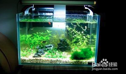 如何去除绿藻不伤害水草