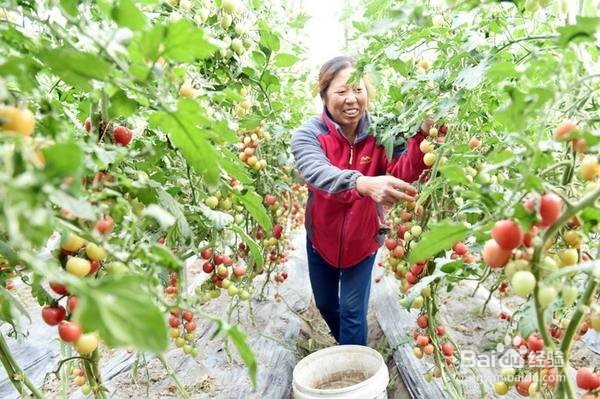 农伯汇教你怎样运营农产品