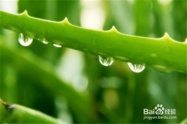 芦荟的养殖方法和注意事项是什么？