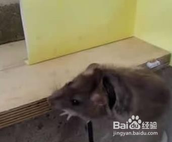 捕老鼠最简单陷阱制作方法