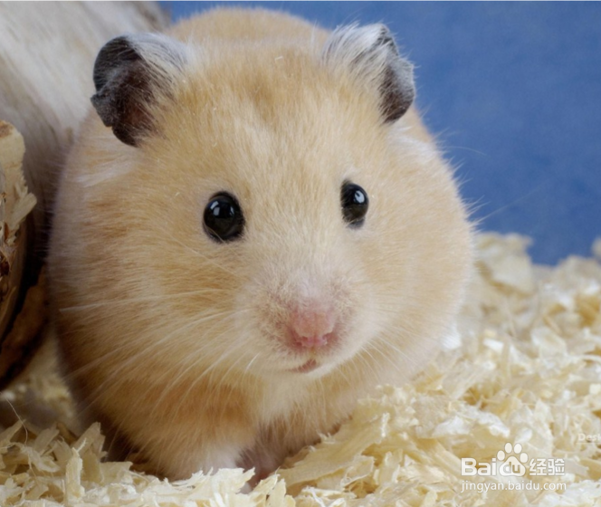 养仓鼠为什么比养猫好？仓鼠有老鼠那么讨厌吗