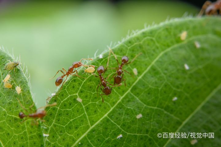 红蚂蚁消灭最简单方法